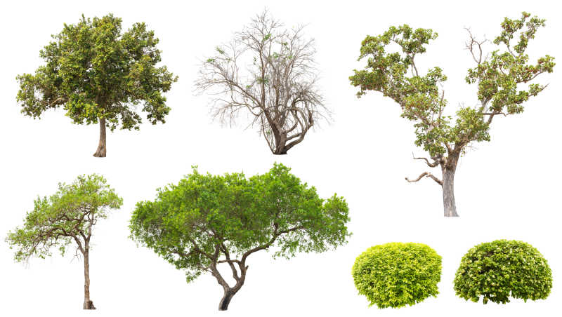 白背景下孤立不同形状种类的树