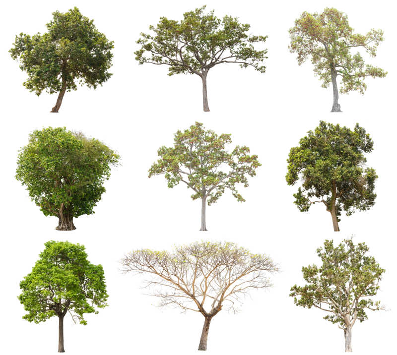 白背景下孤立着不同形状种类的树