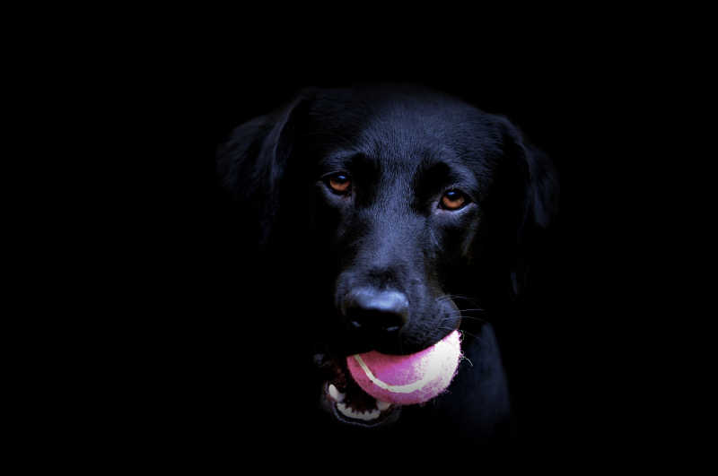 黑色背景下叼着粉色棒球的黑色拉布拉多犬