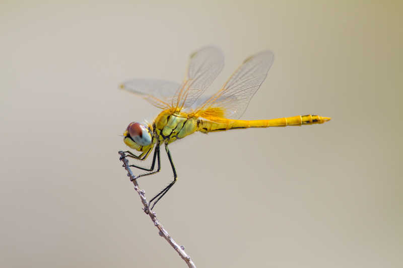 枝头黄色的蜻蜓