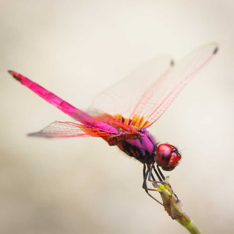 粉色荧光的蜻蜓