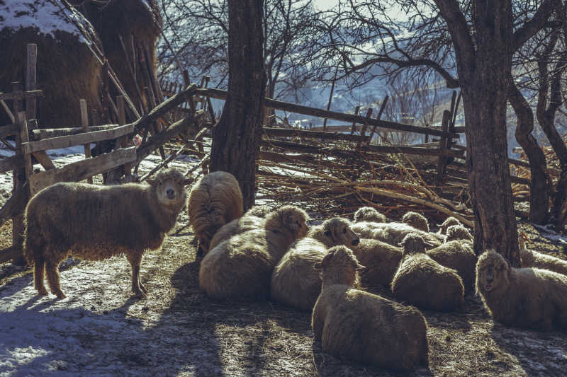 羊群在乡间的围栏里休息
