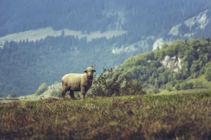 牧场里一头迷失方向的羊