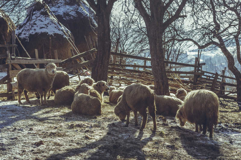 乡村冬天的早晨正在休息的羊群