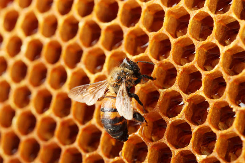 蜜蜂和黄色的蜂巢