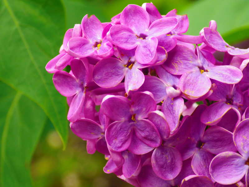 自然中的丁香花