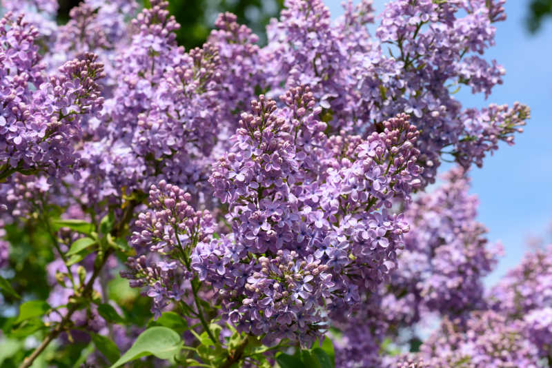 公园里的丁香花