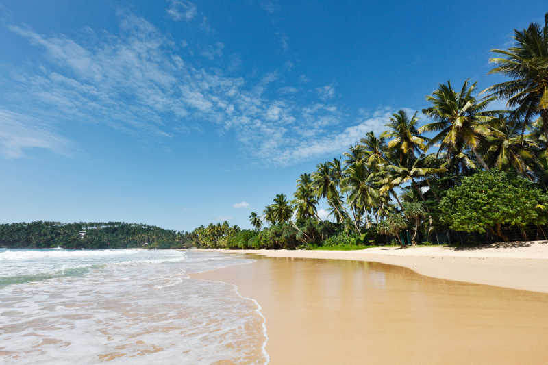 斯里兰卡蓝天白云棕桐树海滩风景