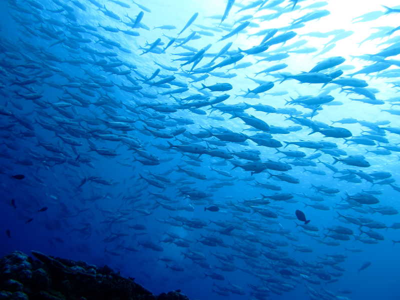 帕劳海海中仰望的六带鰺群有氧潜水