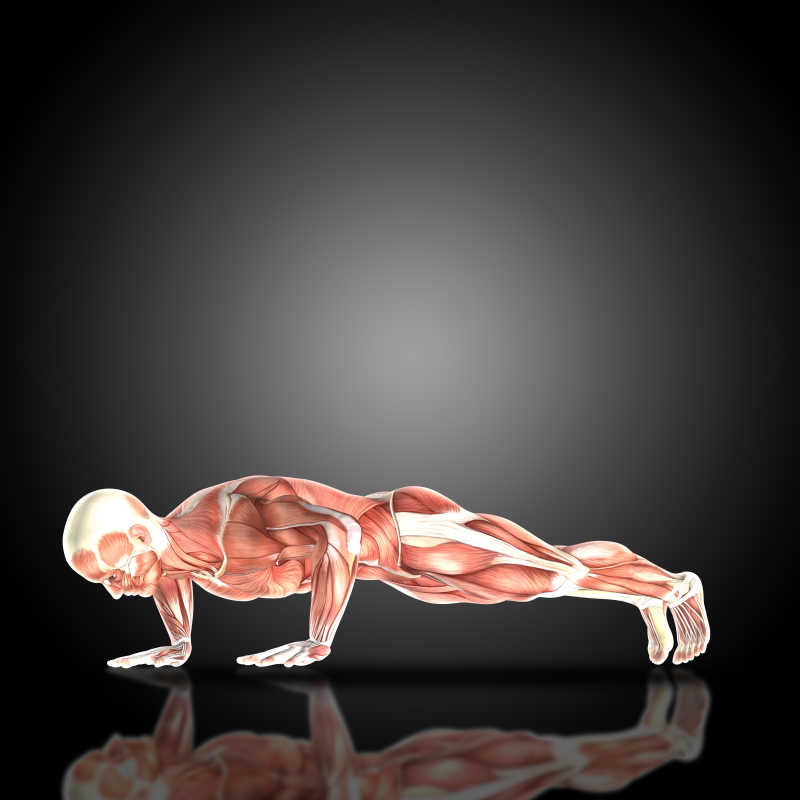 俯卧撑男子3D肌肉模拟