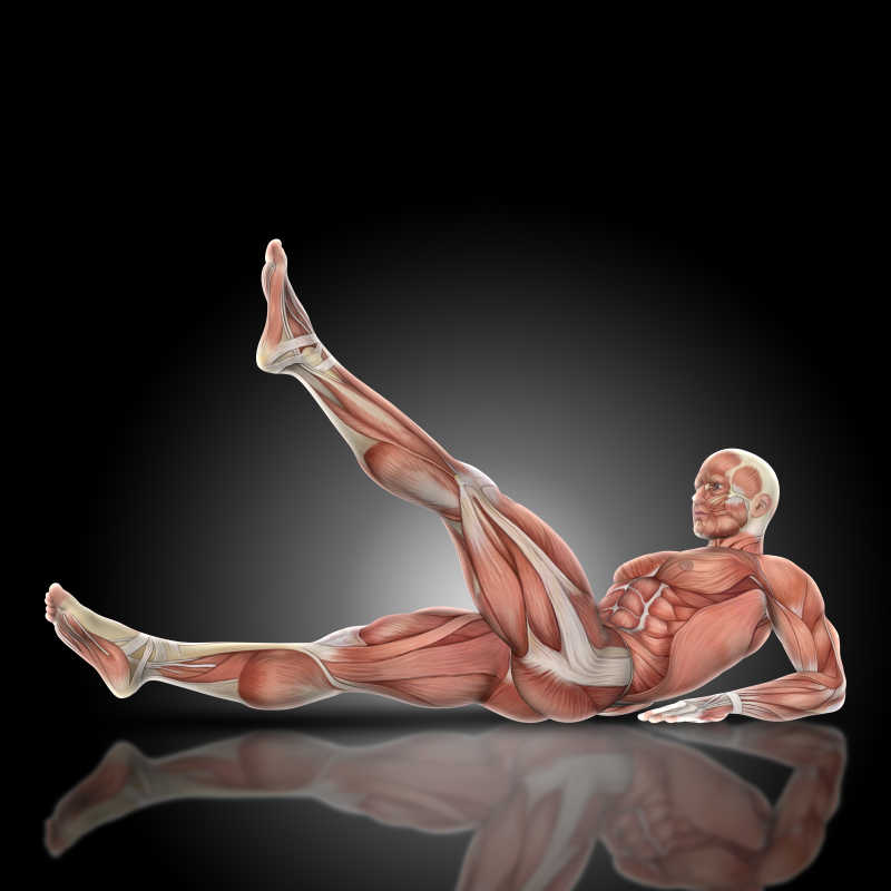人体肌肉分布3D模拟