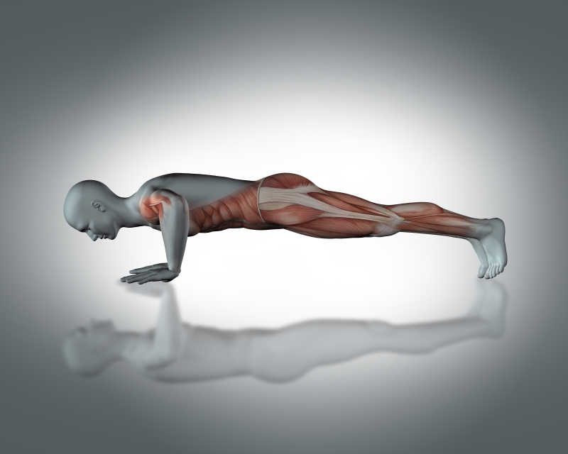 男子俯卧撑肌肉分布3D模型