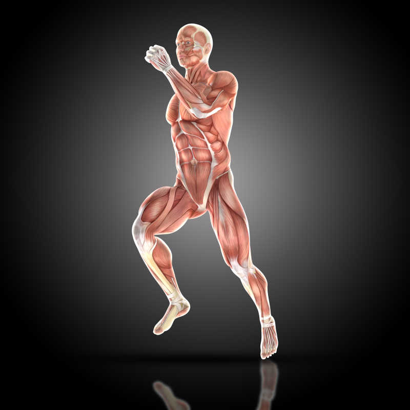 3D模拟男子奔跑肌肉