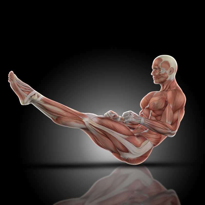 3D模拟肌肉姿势