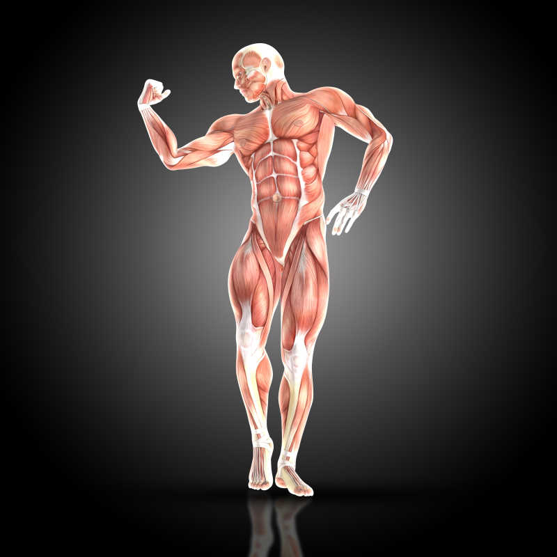 黑色背景前男人肌肉姿势三维模拟