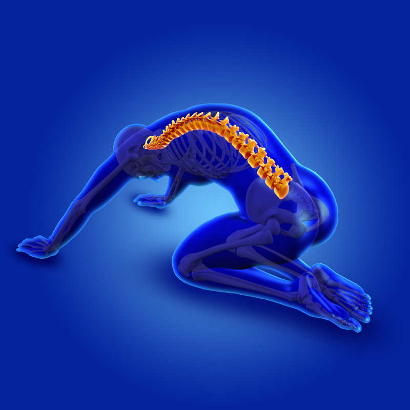 蓝色背景前三维立体模拟男人脊椎