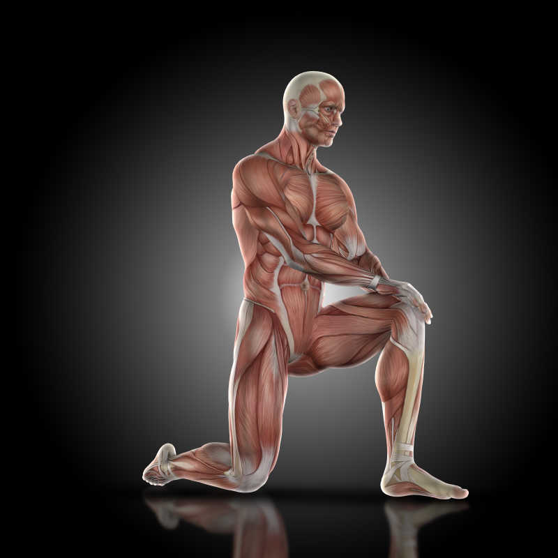 黑色背景前男人肌肉三维模型