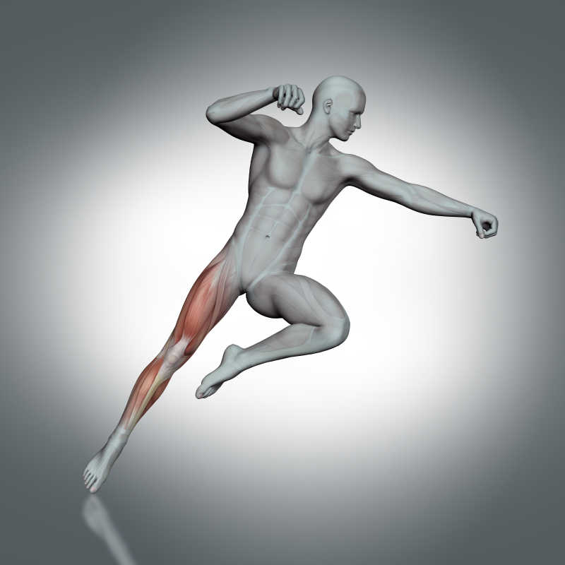 男人跳跃腿部肌肉三维立体