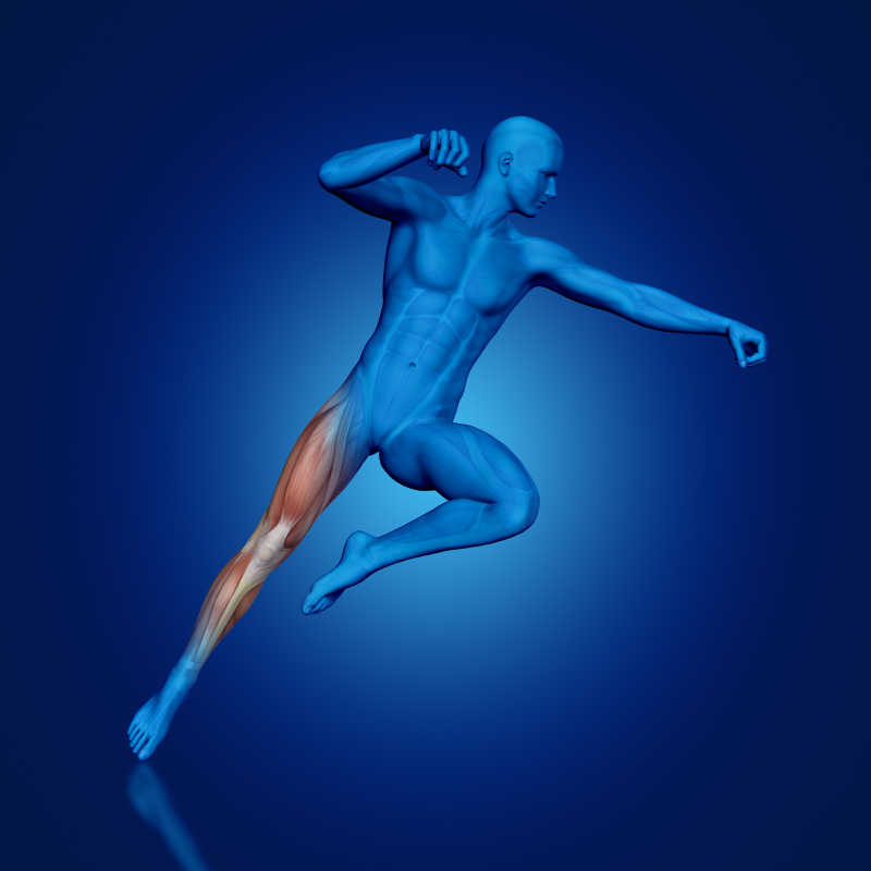 3D模拟男子跳跃腿部肌肉