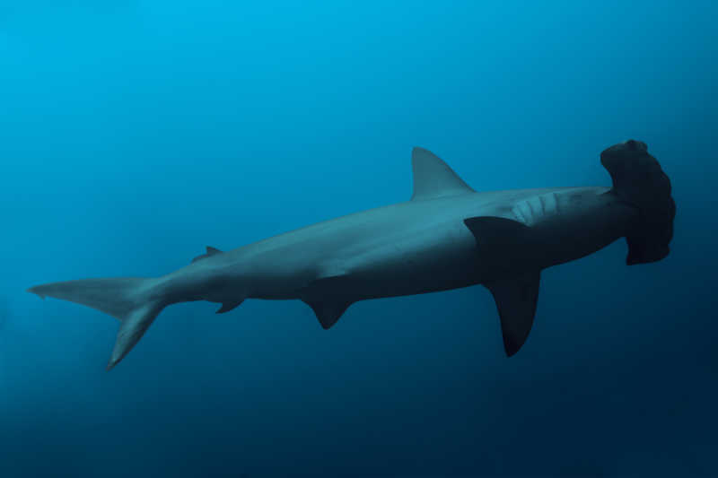 深蓝色海水中锤头鲨的特写镜头
