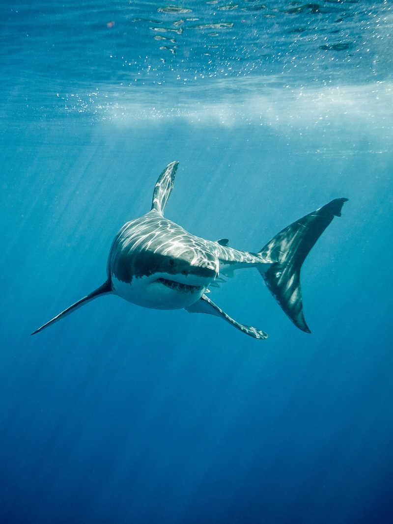 蓝色海洋里凶猛的大白鲨