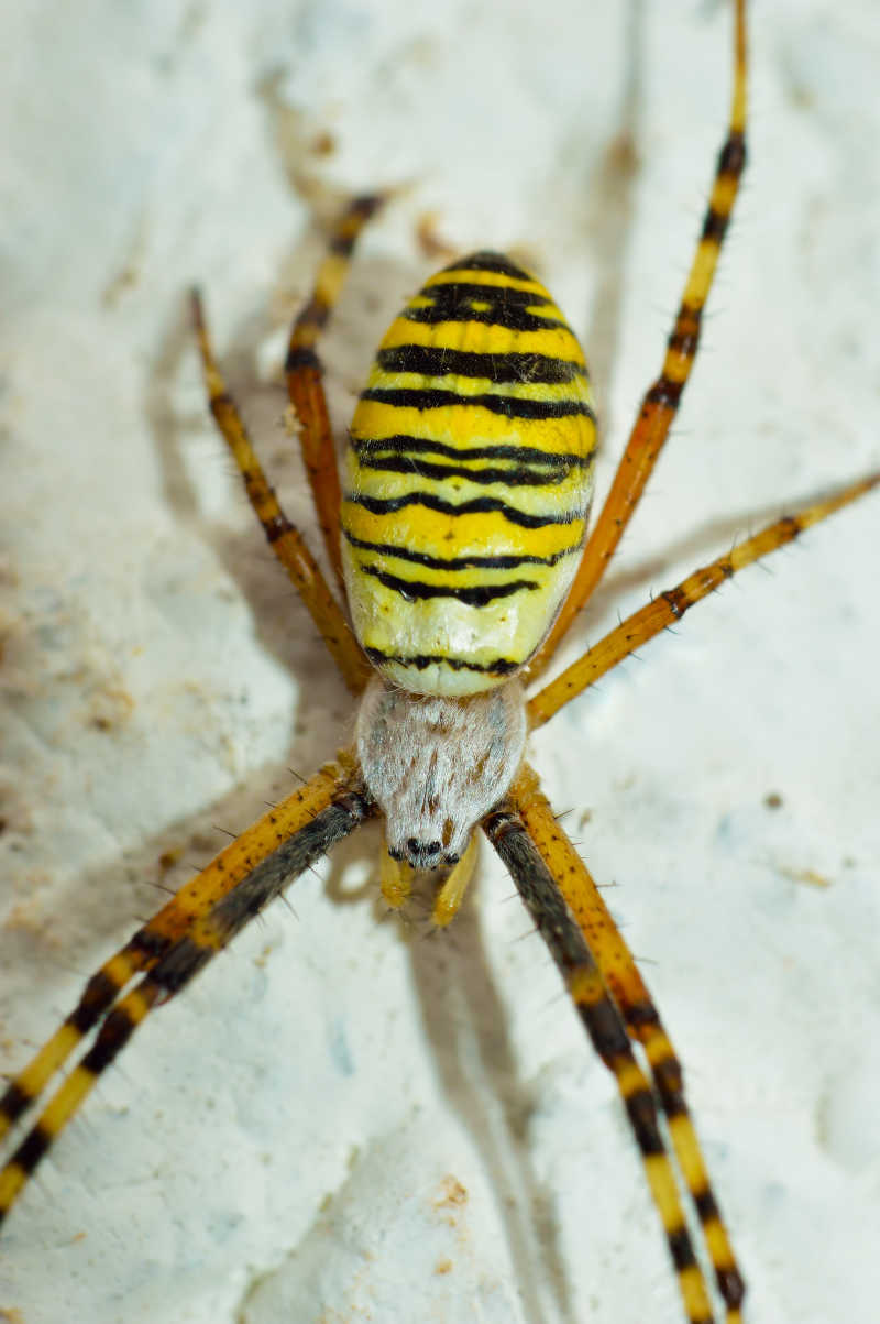 白色的墙壁的黄色条纹蜘蛛