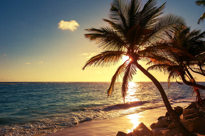 日出-日落背景下的海滩和海边的棕榈树