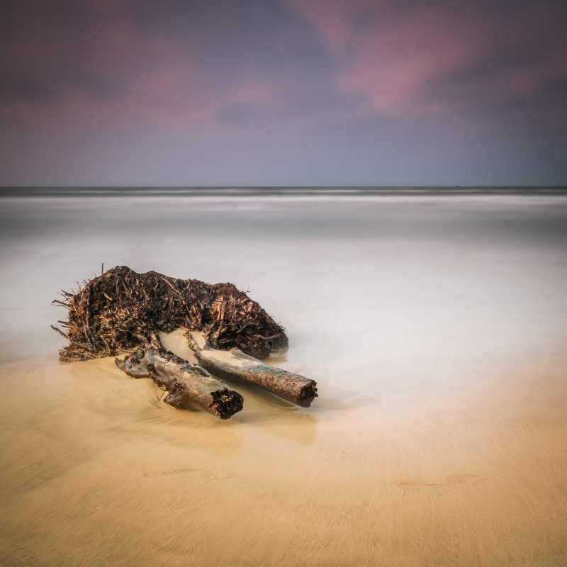 海滩上的枯树