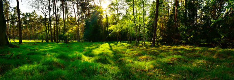 夏日日落时分美丽的森林