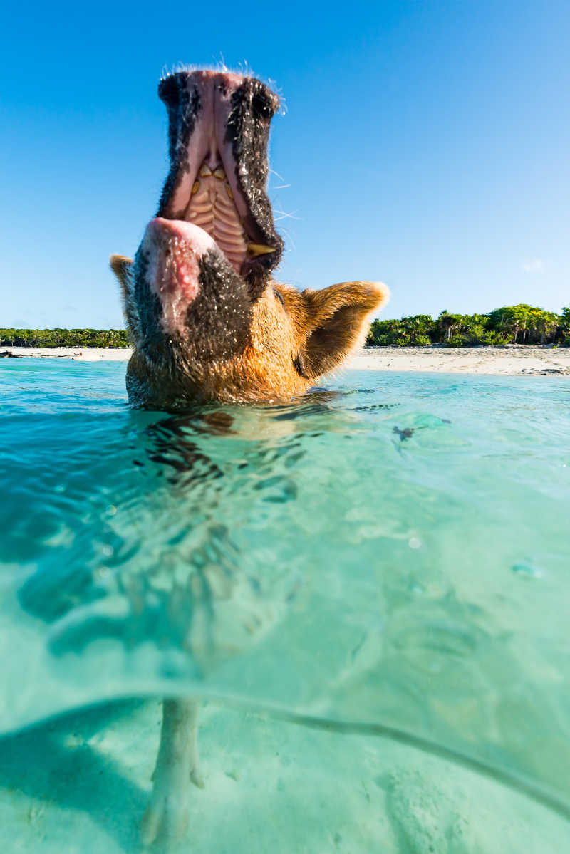 正在换气的游泳猪