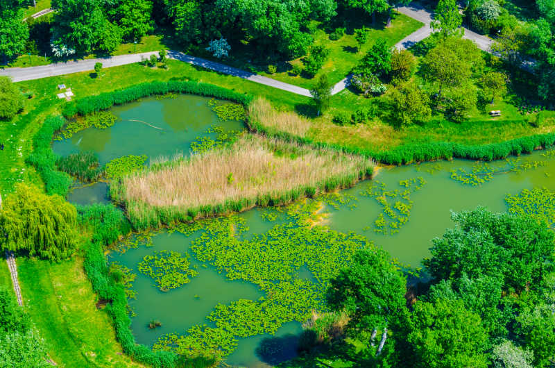 维也纳公园里绿色的沼泽地