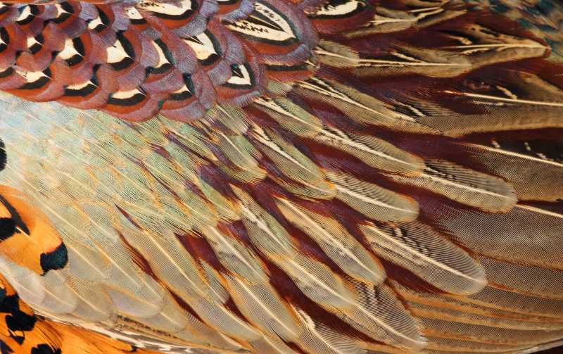 环颈雉的羽毛细节