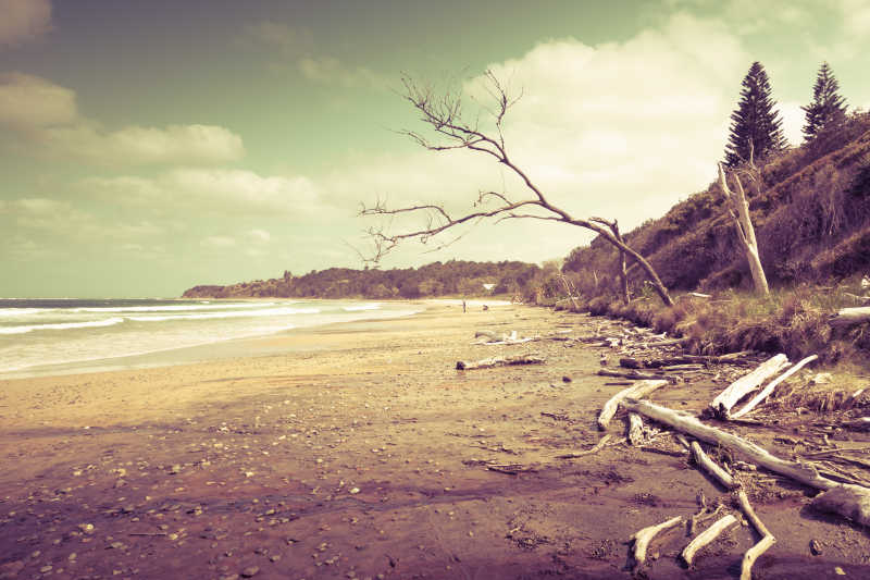 退潮后的堆满树枝的沙滩