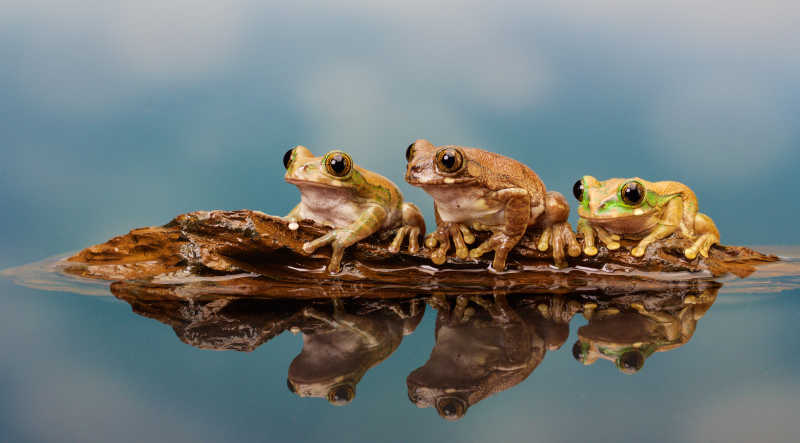 在木头上的三只青蛙池塘中的倒影