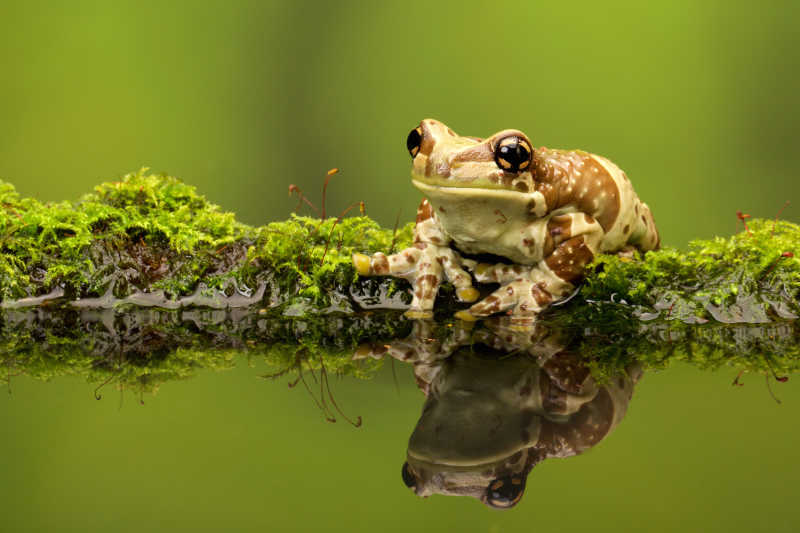 亚马逊青蛙在池塘中的倒影