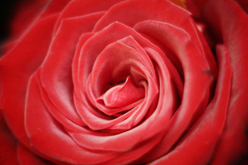 天鹅绒般的红玫瑰在黑色背景