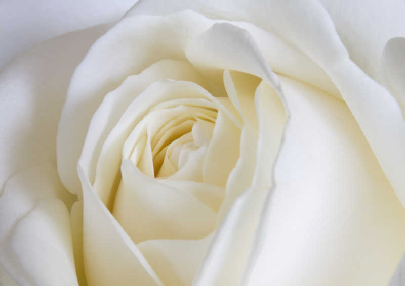 无与伦比美丽的白色玫瑰