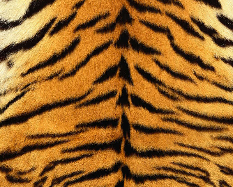 漂亮的老虎皮纹理背景