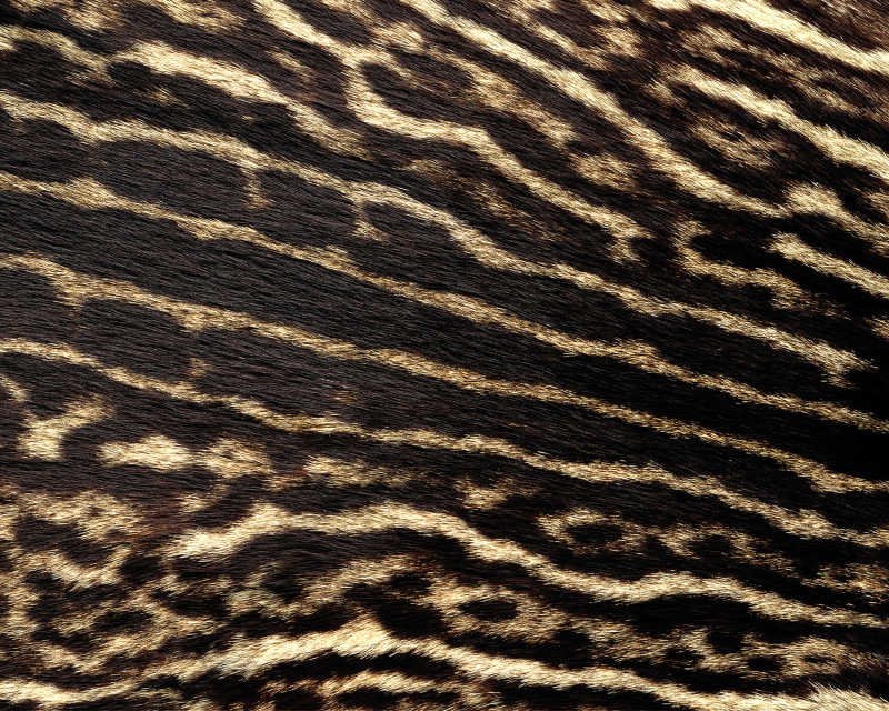 豹猫的毛皮模式