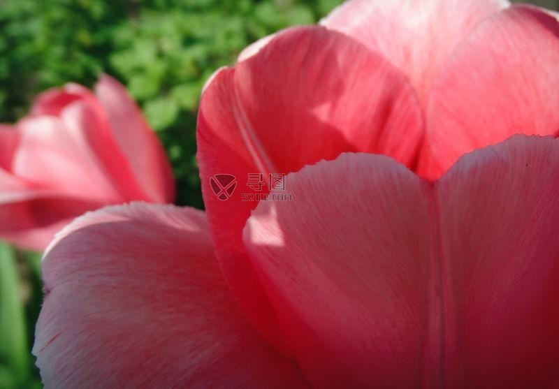 郁金香花瓣特写