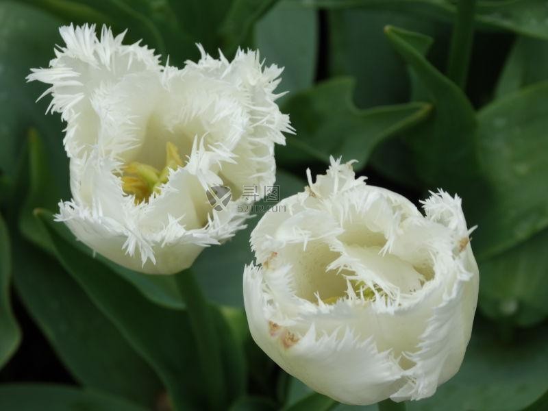 漂亮的白色花朵