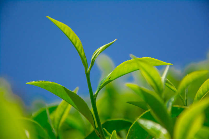 斯里兰卡努瓦勒埃利耶山区茶园的茶叶