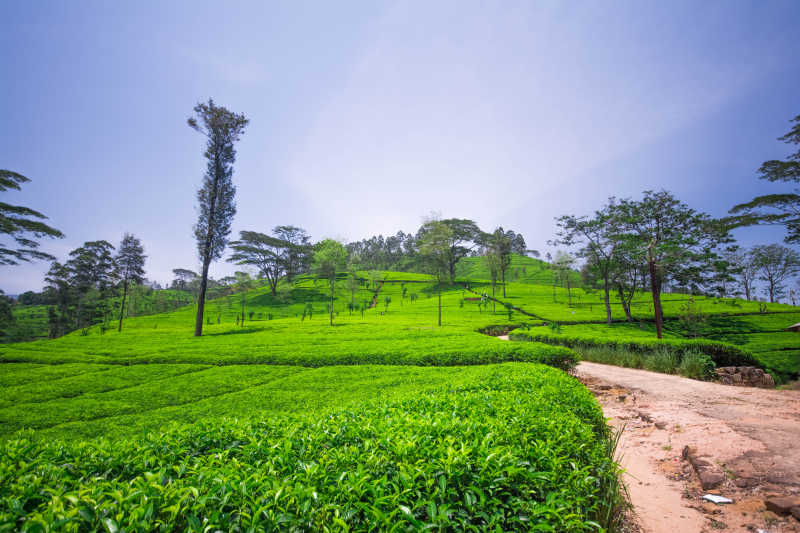 斯里兰卡努瓦勒埃利耶茶园