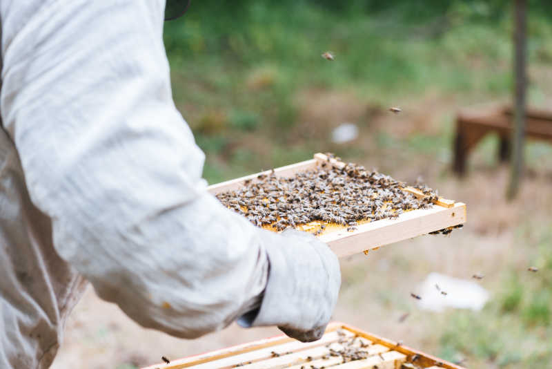 养蜂人的蜜蜂在蜂巢的工作