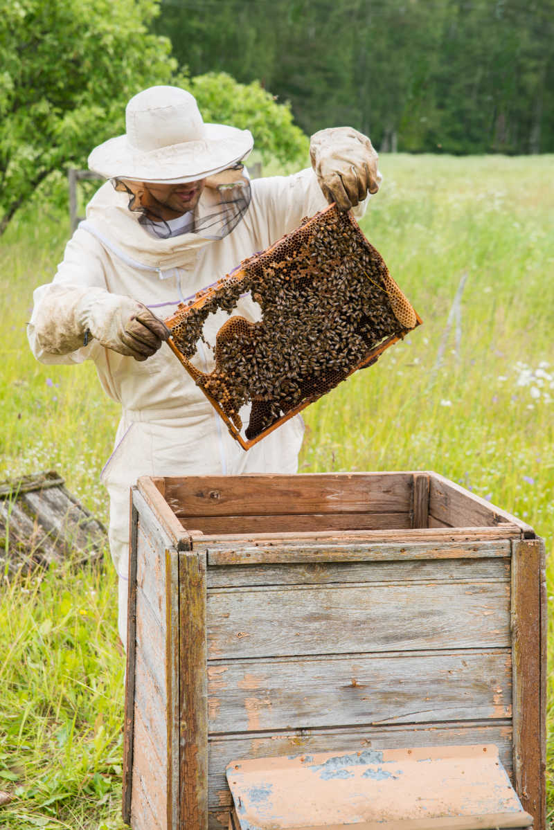 戴着帽子的养蜂专员拿着蜂盘