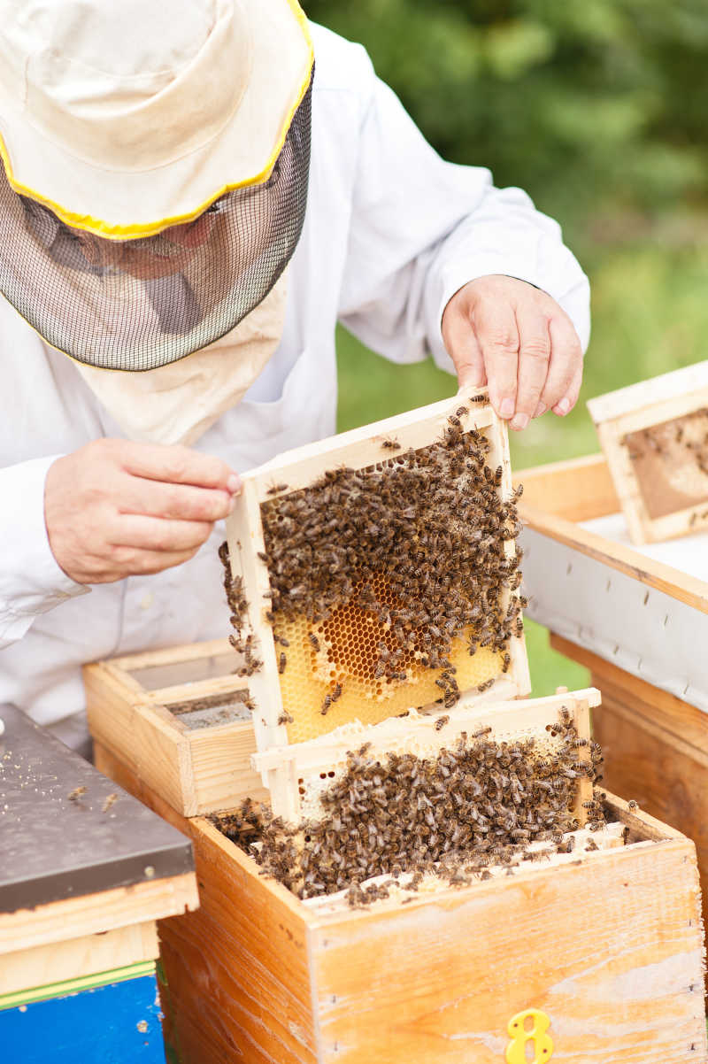 养蜂人的工作