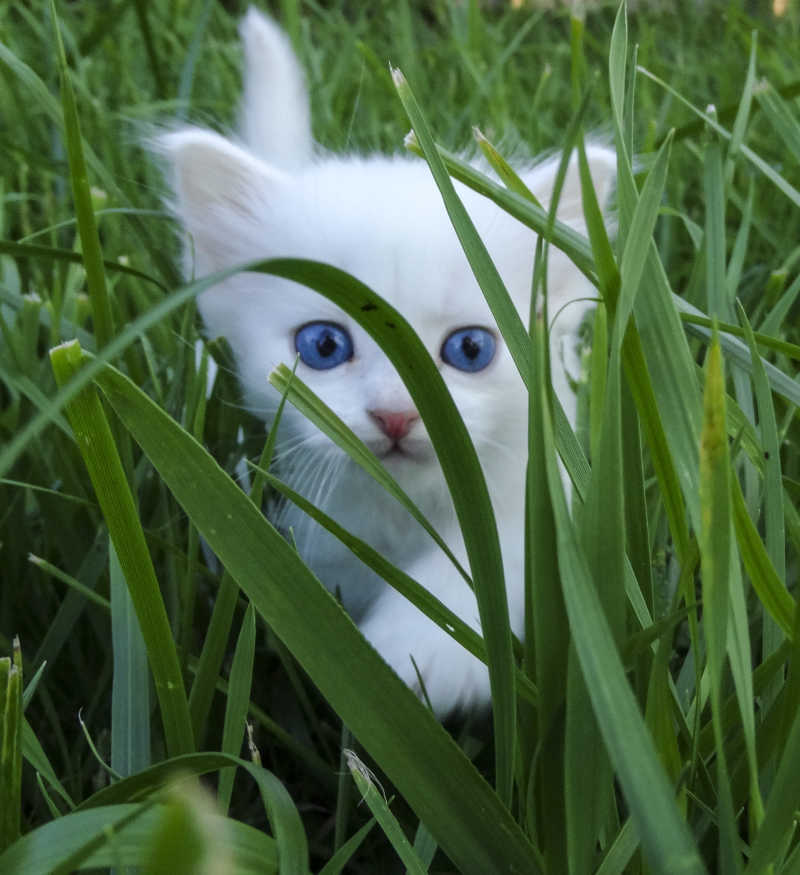 草丛里的蓝眼睛白猫