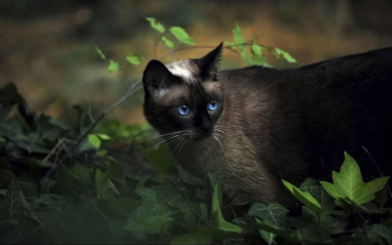 丛林里的黑猫