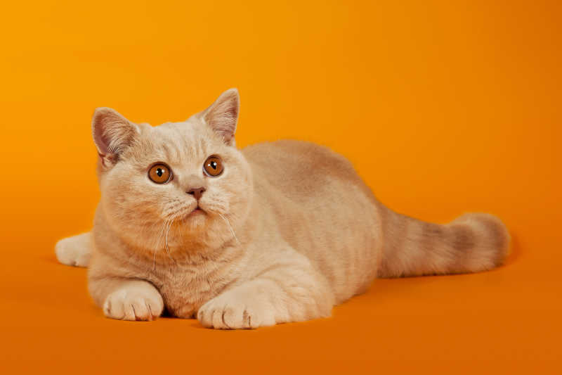 橙色背景下的小猫