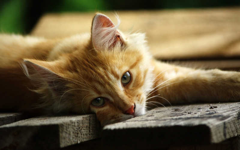 木板上的猫
